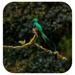 ケツァール、グアテマラの国鳥