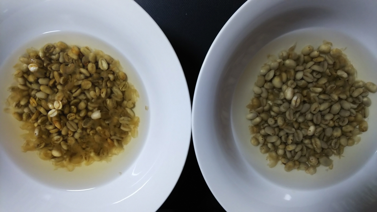 ぬるま湯と生豆(右：ナチュラル、左：ウォッシュド)